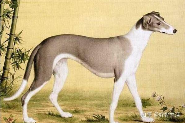 “山东细犬”——落寞的华夏名狗,它才是真正的“哮天犬”!
