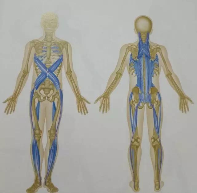 武术中筋肌膜秘诀