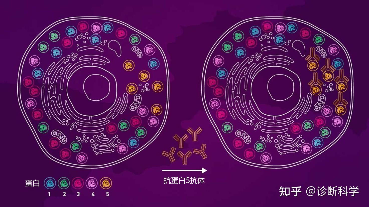 刘博谈 | 一文读懂免疫组化 - 知乎