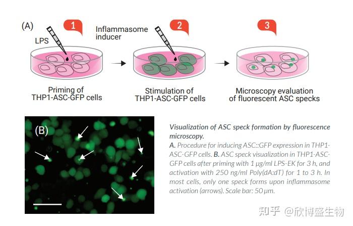 thp1-asc-gfp細胞可通過熒光顯微鏡觀察活細胞中asc斑點的形成.