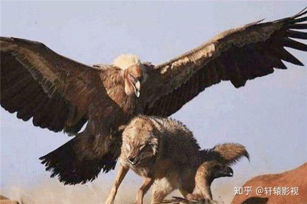 你见过最大老鹰是多大吗,老鹰可以与狮子匹敌 