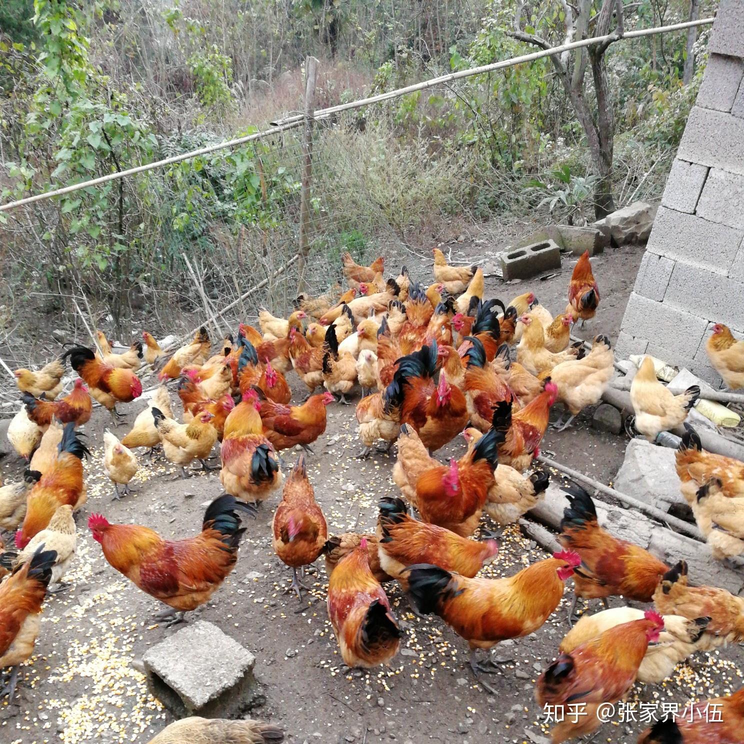 正宗清远麻鸡原产地凤中皇清远鸡直发土鸡肉鸡农产品-阿里巴巴