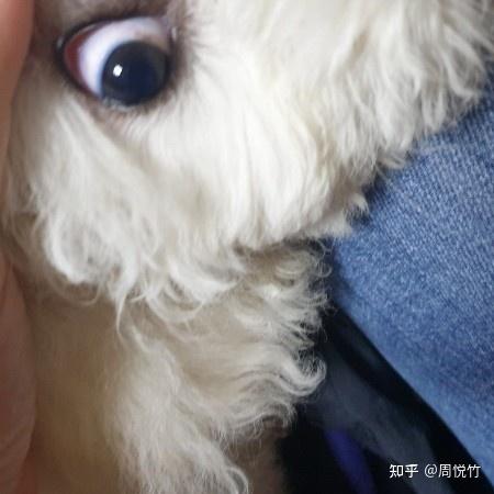 狗狗眼白有血丝正常吗