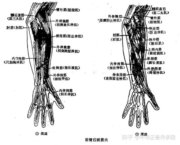 筋柔才能骨正 要正骨先揉筋 那么人体的筋肉你知道多少呢 知乎