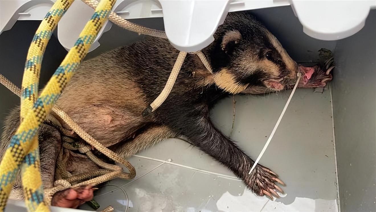 猪獾误踩捕兽夹,变得凶悍无比