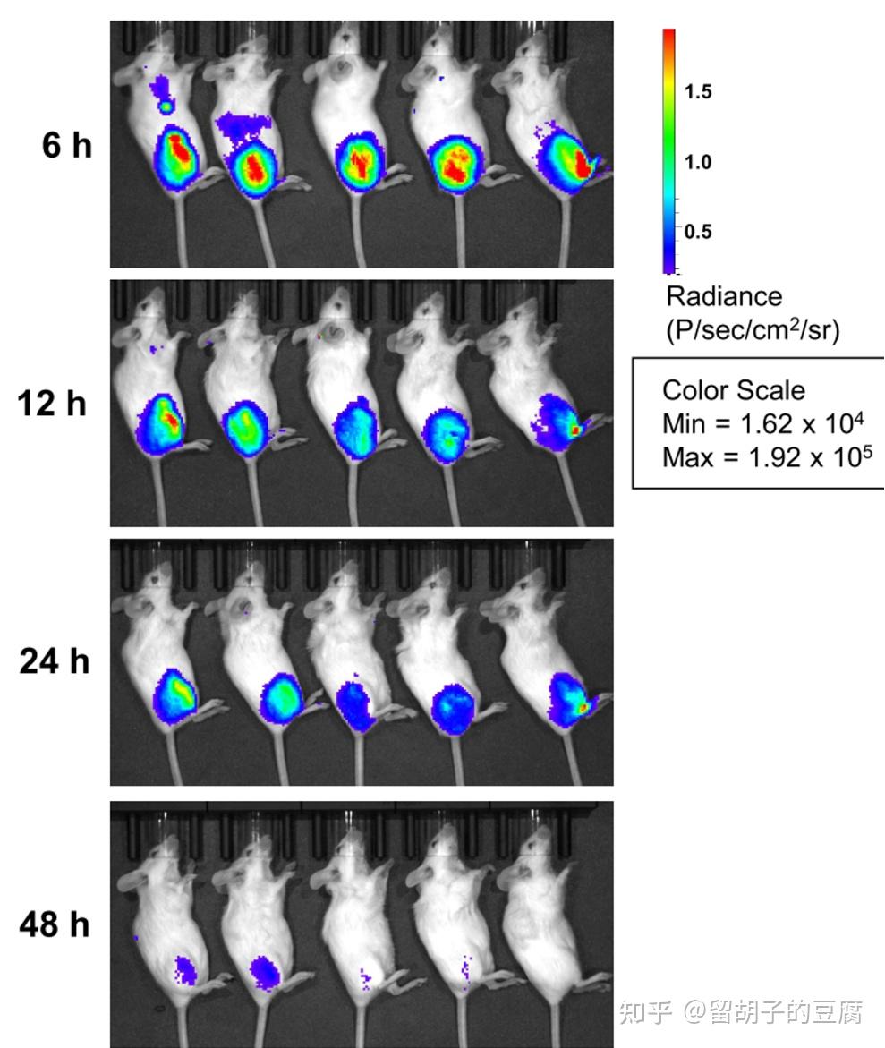 靶蛋白体内表达时间将编码荧光素酶基因的mrna注射到小鼠体内,在不同