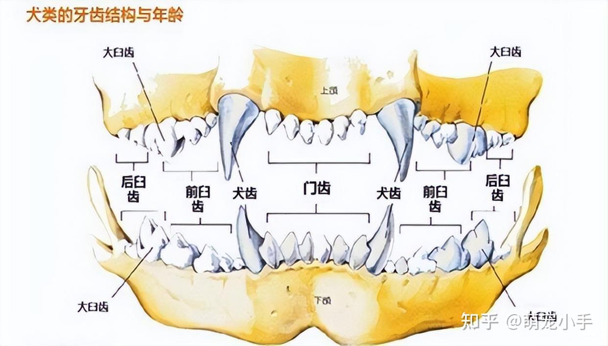 如何判断狗狗的年龄？看这6个地方，你就懂了 - 知乎