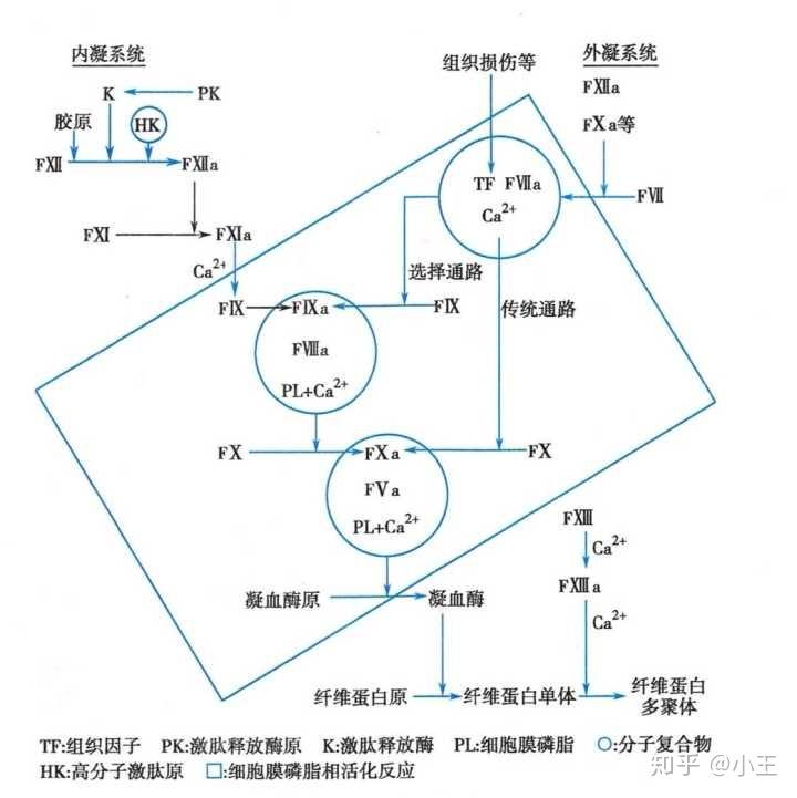 请问人体中存在凝血因子,那血液是如何流动的阿?血液中又有抗凝物质,伤口出血又如何凝固? - 知乎