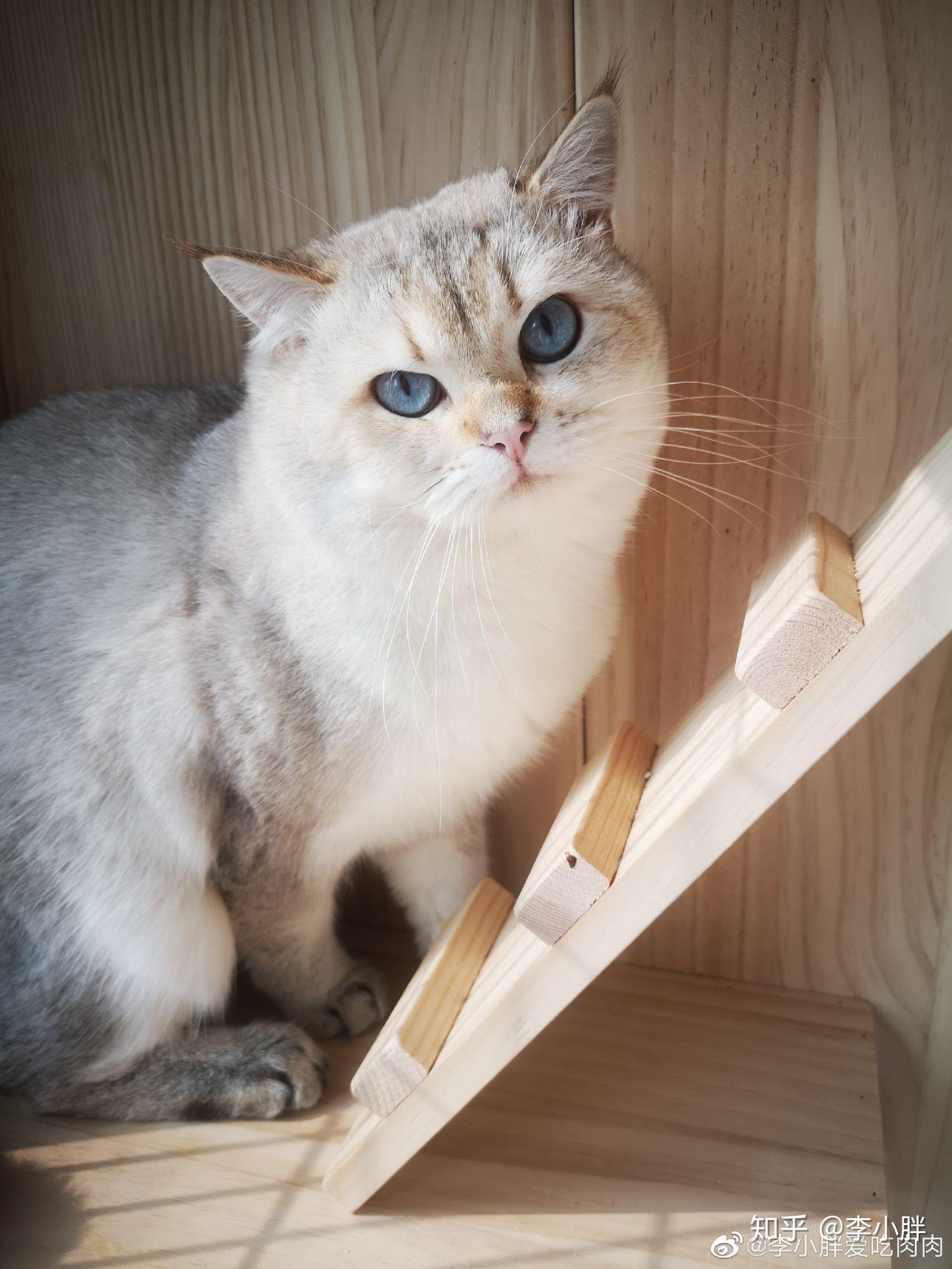 金点爸爸和银渐层妈妈