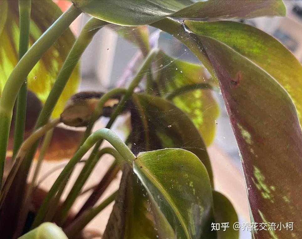 盆栽观赏竹芋叶子卷曲枯萎的6大原因,不处理整棵植物都会枯萎