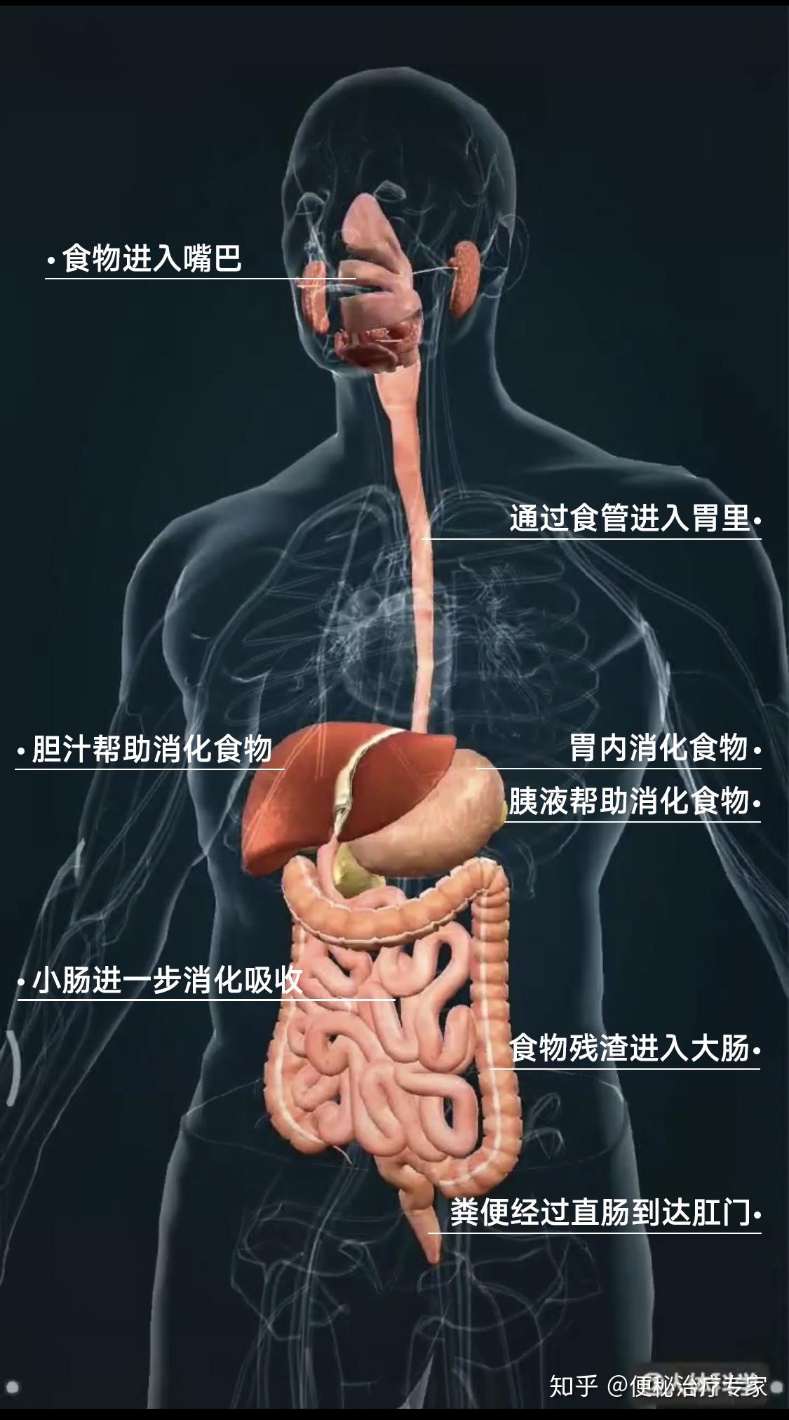 人体小肠的作用图片
