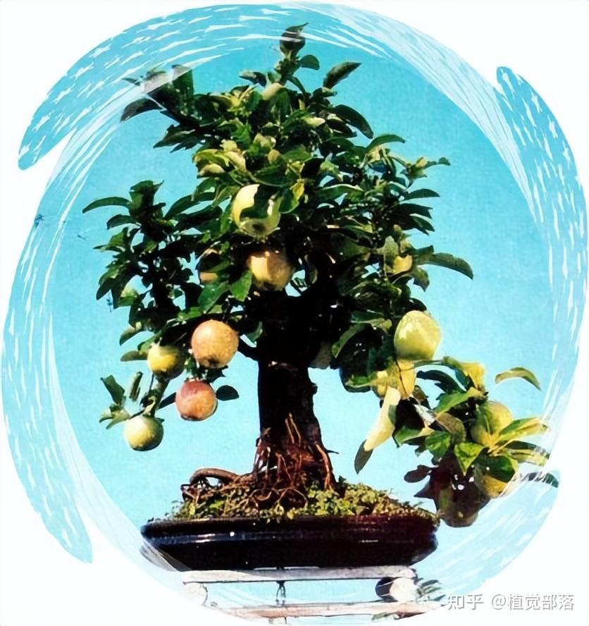 大自然树木的缩影,7大类树桩盆景介绍! - 知乎