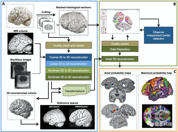 Science：Julich-Brain：一个新的细胞结构水平的概率脑图谱 - 知乎