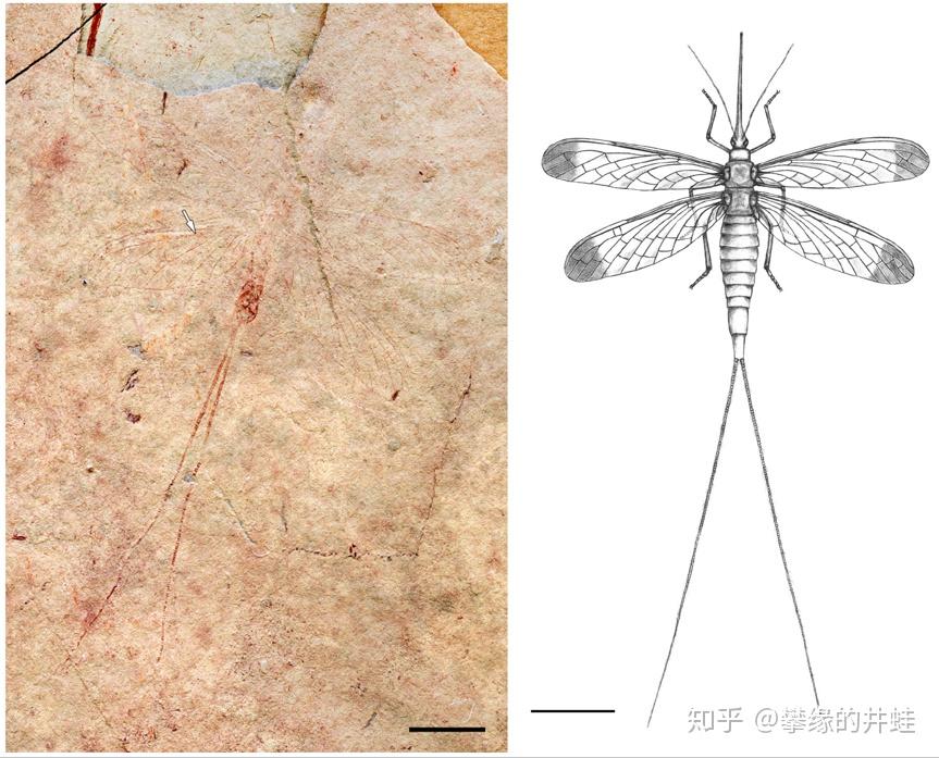 我国发现的晚二叠世魁翅目昆虫brodioptera sinensis(应该是叫中华