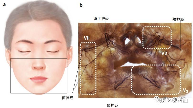 美容解剖学