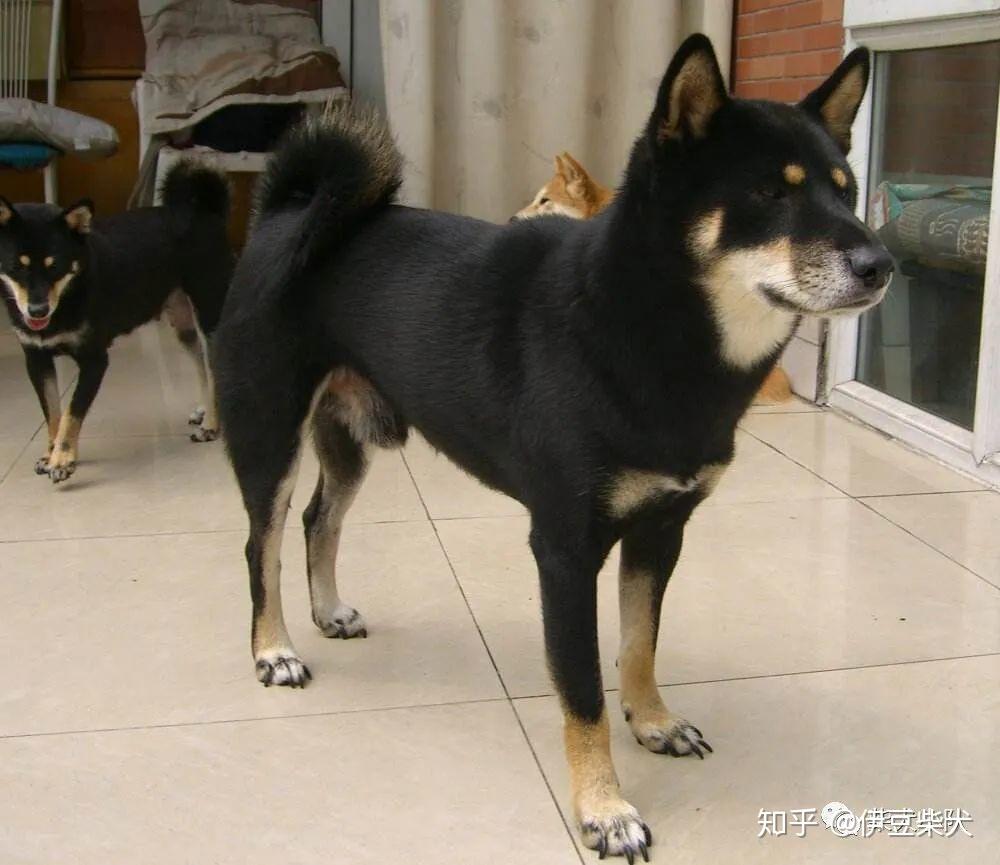 中国柴犬黑色图片