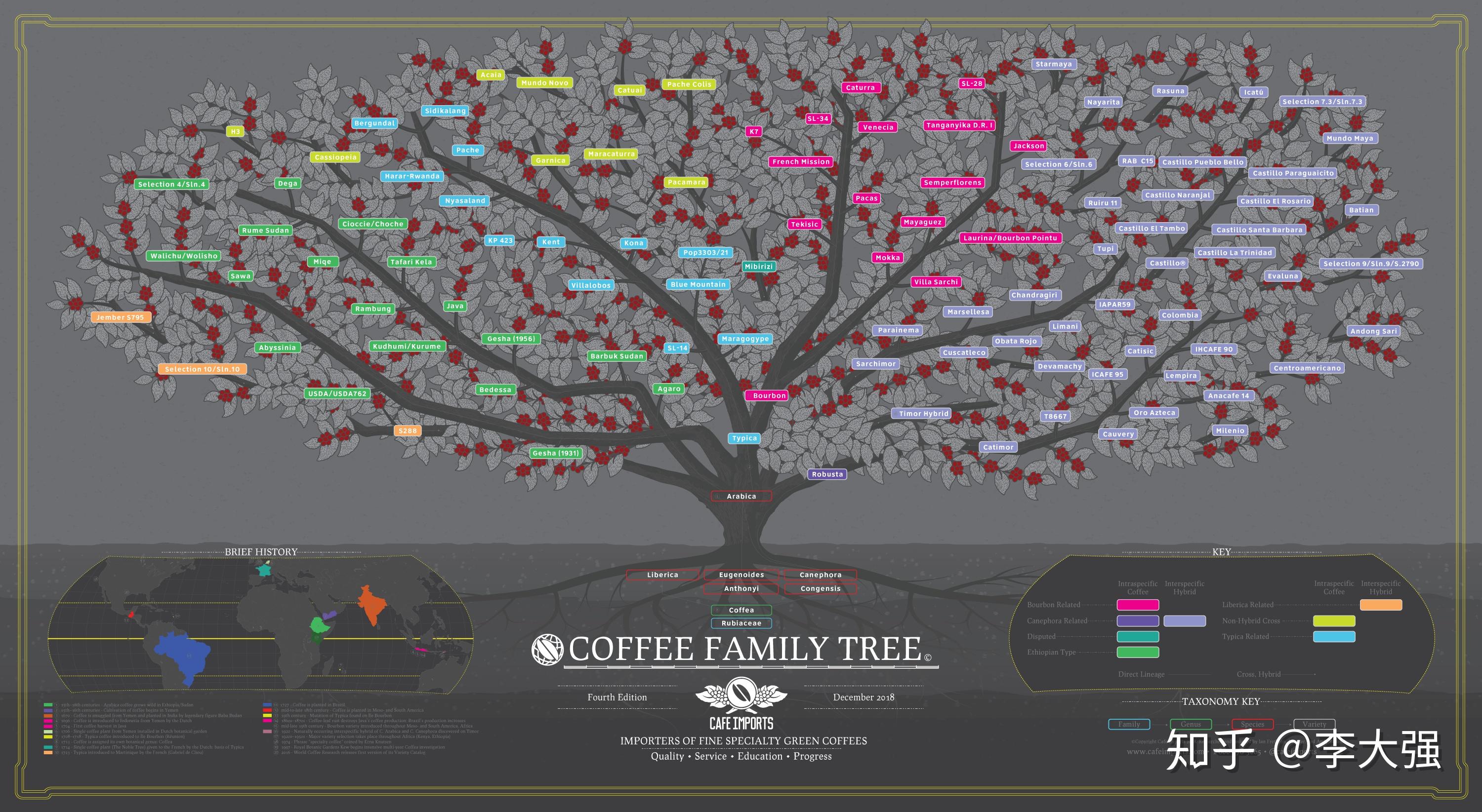 咖啡家族树状图高清图片