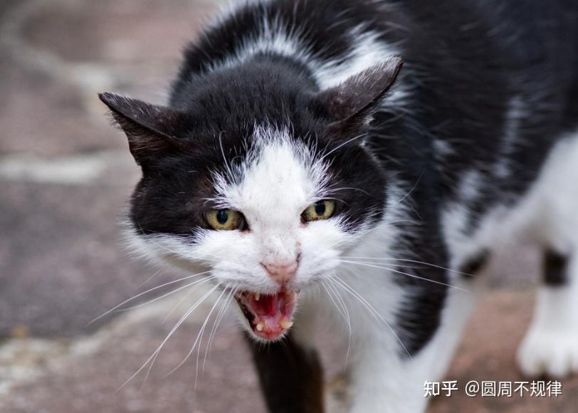 这是猫咪的一种警告方式,当猫咪对你哈气时,很大可能是要咬你了,你可
