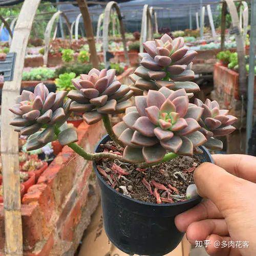 五种容易养成老桩的多肉，新手一养就能成功，而且越养越美！ - 知乎