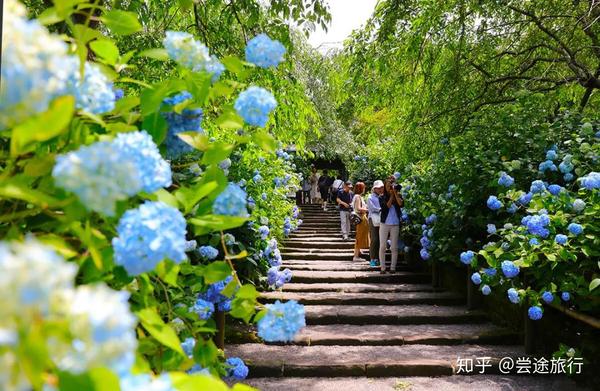 梅雨季的浪漫 东京近郊绣球花最佳赏花景点攻略 知乎