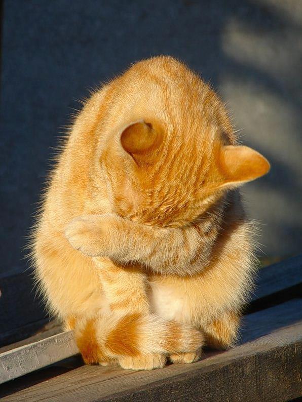 猫去了喵星球 v2-1995cca5e443fe2194f08e57c26d4e0e_r.jpg