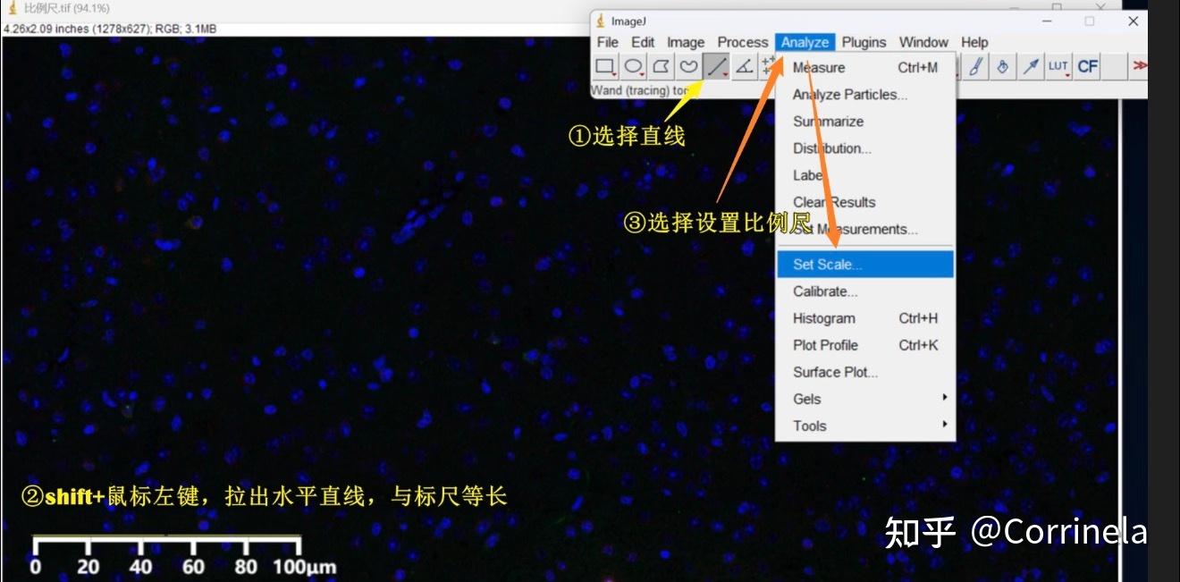 科研神器！image J从入门到精通，保姆级攻略！（一） - 知乎