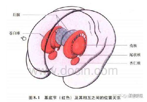 豆状核解剖图图片