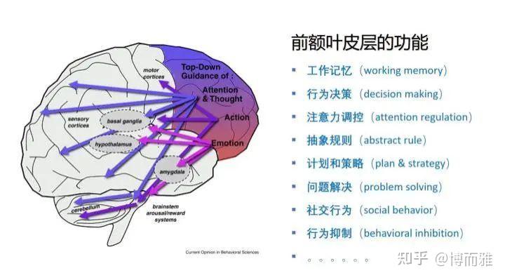 前额叶：冲动，未尝不是一件好事 - 知乎