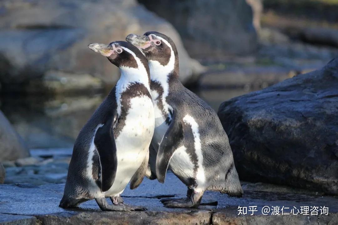 这个锅动物不背,因为动物在防止乱伦的道路上可做了不少的努力.