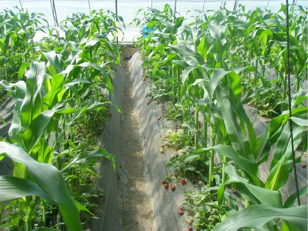 草莓这样套种增效益! - 知乎