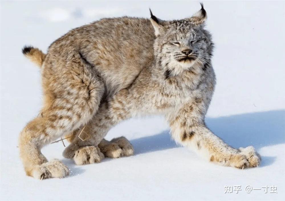 猞猁的难言之隐:冬季山里的无冕之王,杀狼捕鹿,却严重依赖雪兔 - 知乎