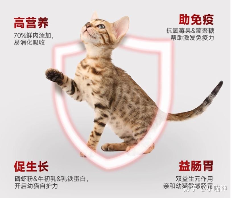幼猫怎么养?吃什么食物比较好?保姆级幼猫喂养攻略 - 知乎