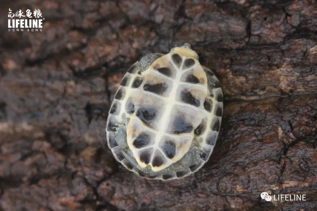 墨龟墨染的风采国龟里的万能龟公
