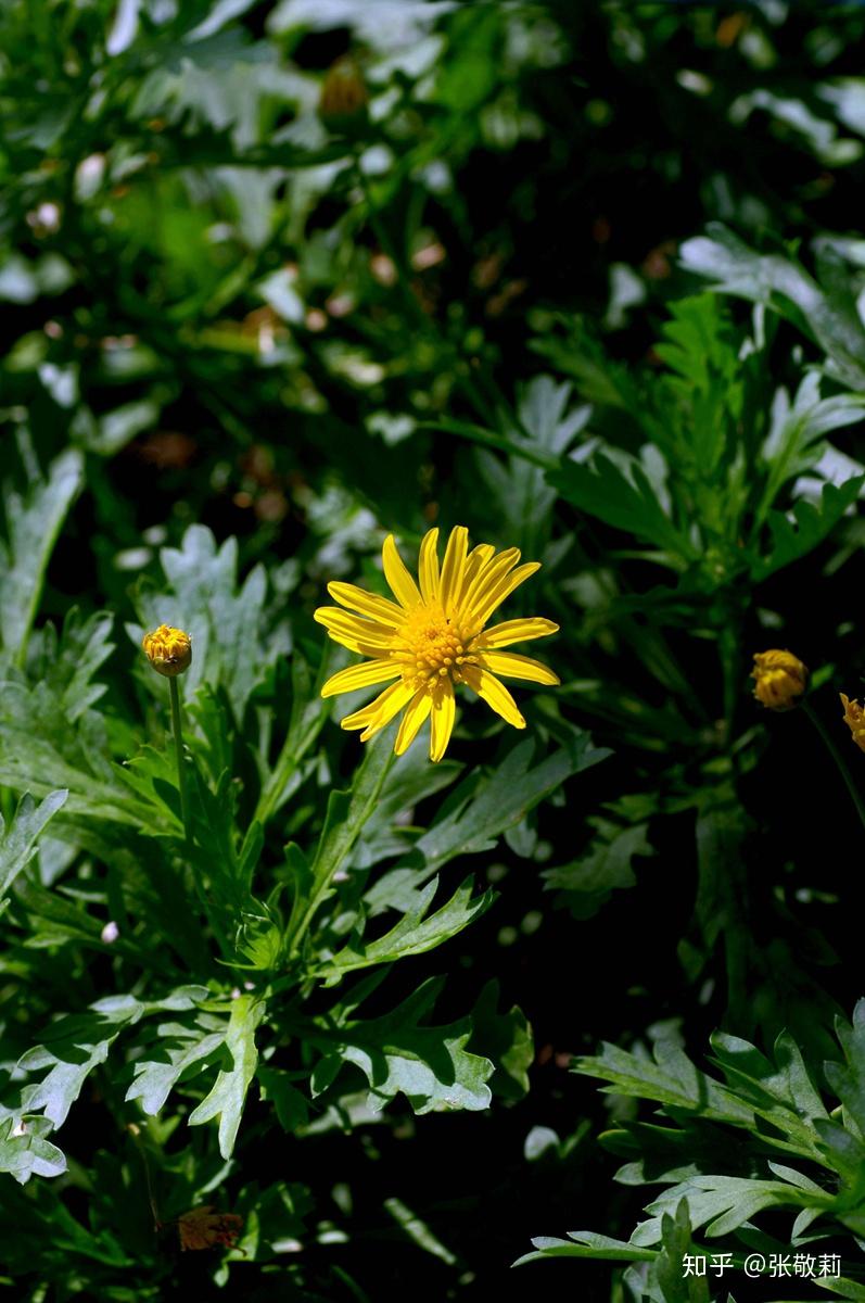 常见菊科花卉分族检索表