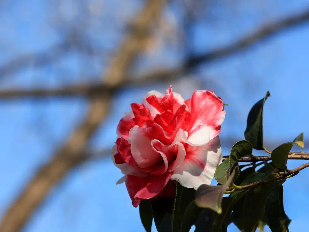 洱海公园茶花盛开风景无限好附美图