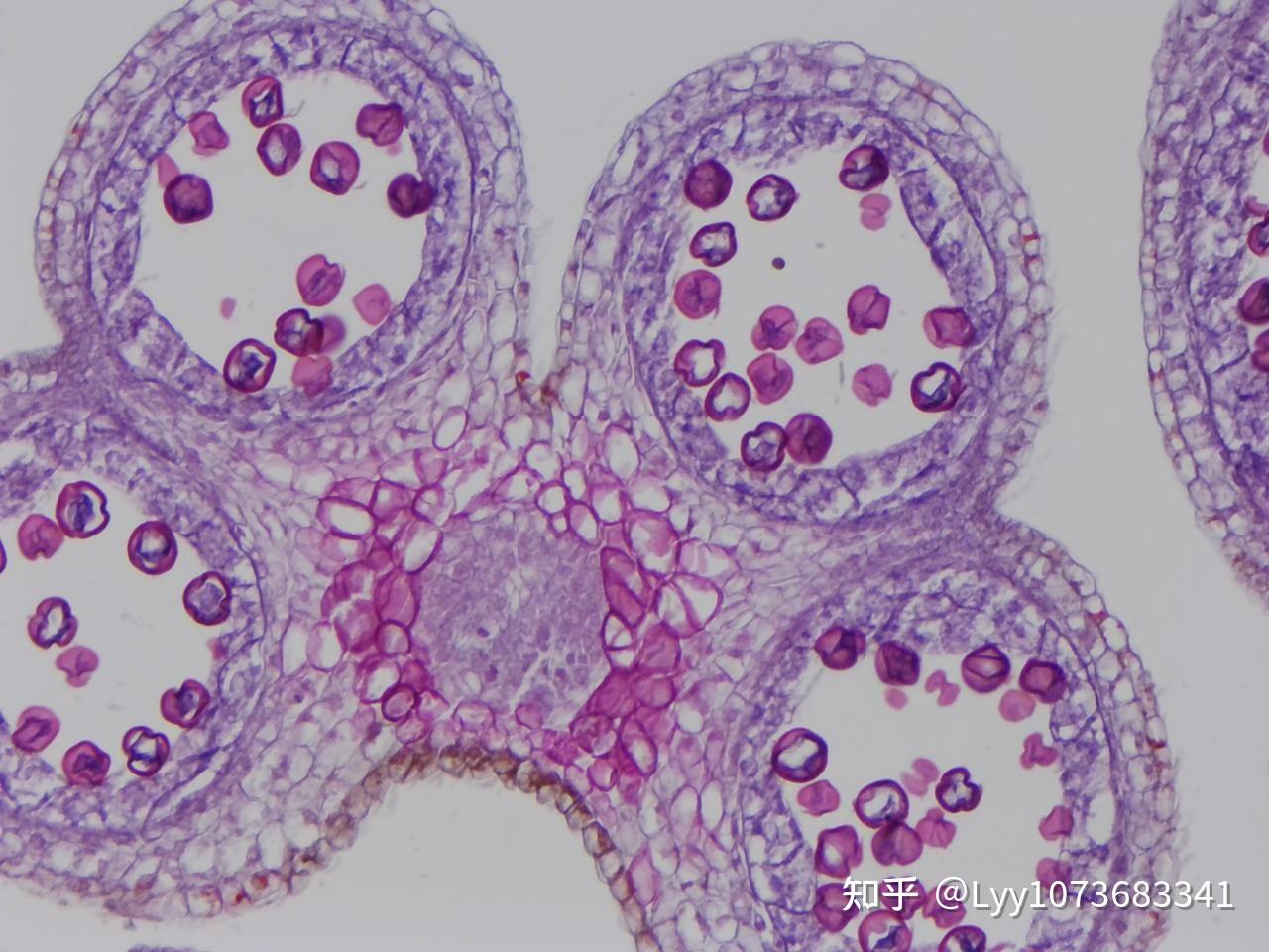 石蜡切片之取样的注意要点儿? - 知乎