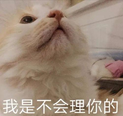 变可爱的秘诀把这些可爱猫猫表情包收藏起来用在平时的聊天上