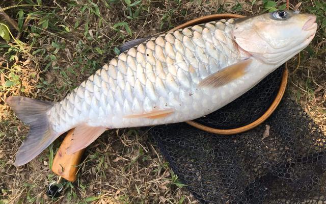 颜色发青长得像棍子人称淡水鱼之王连鱼鳞都是极品美味