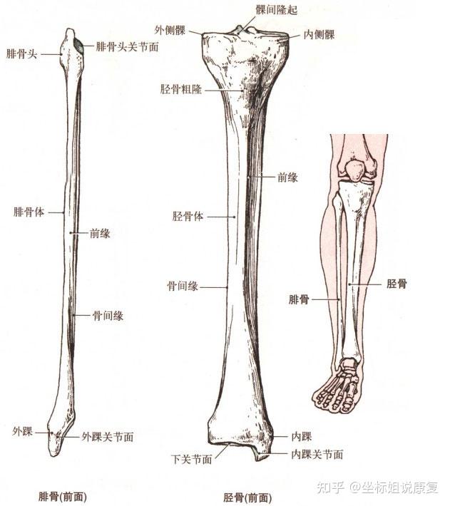 胫腓骨的主要作用是负重和运动