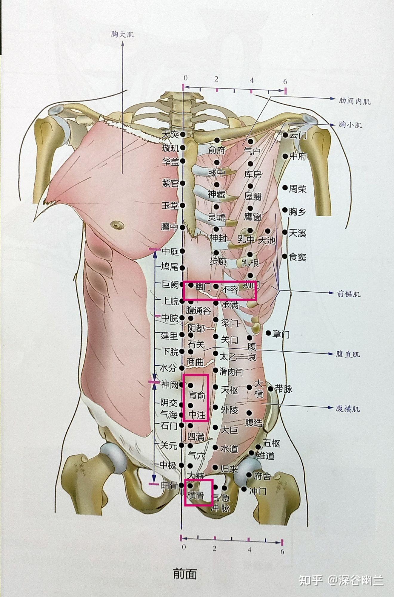 背部 疼痛 位置 图图片