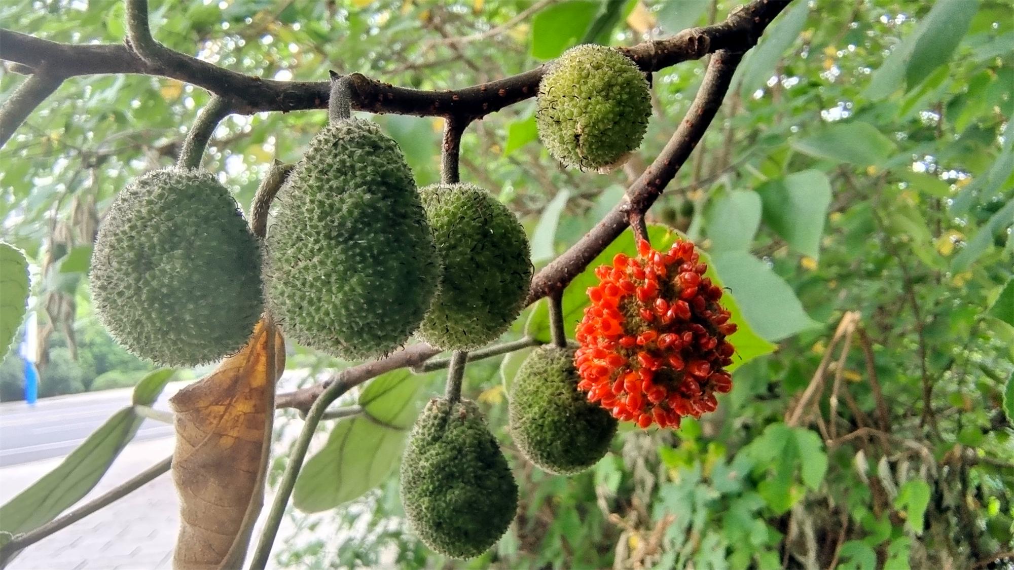 吉安随拍成熟构树果火红似杨梅