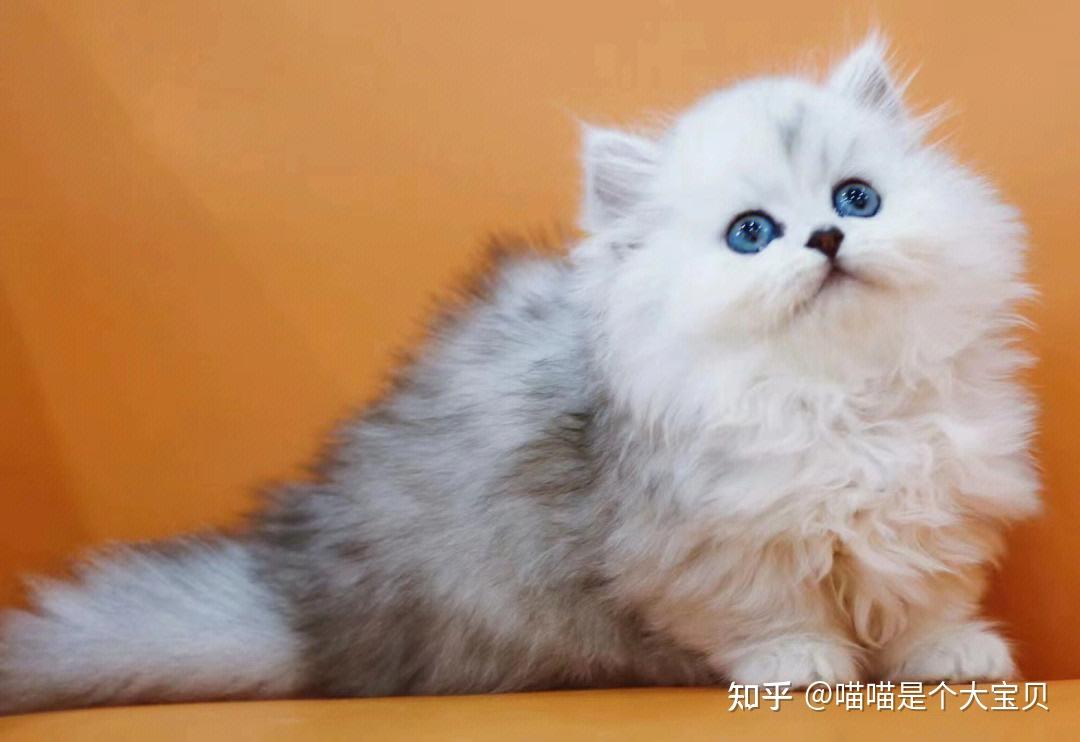 猫咪服从性排行榜最听话的3种猫和最调皮的3种猫