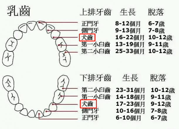 人有虎牙,为什么不是猫科动物?