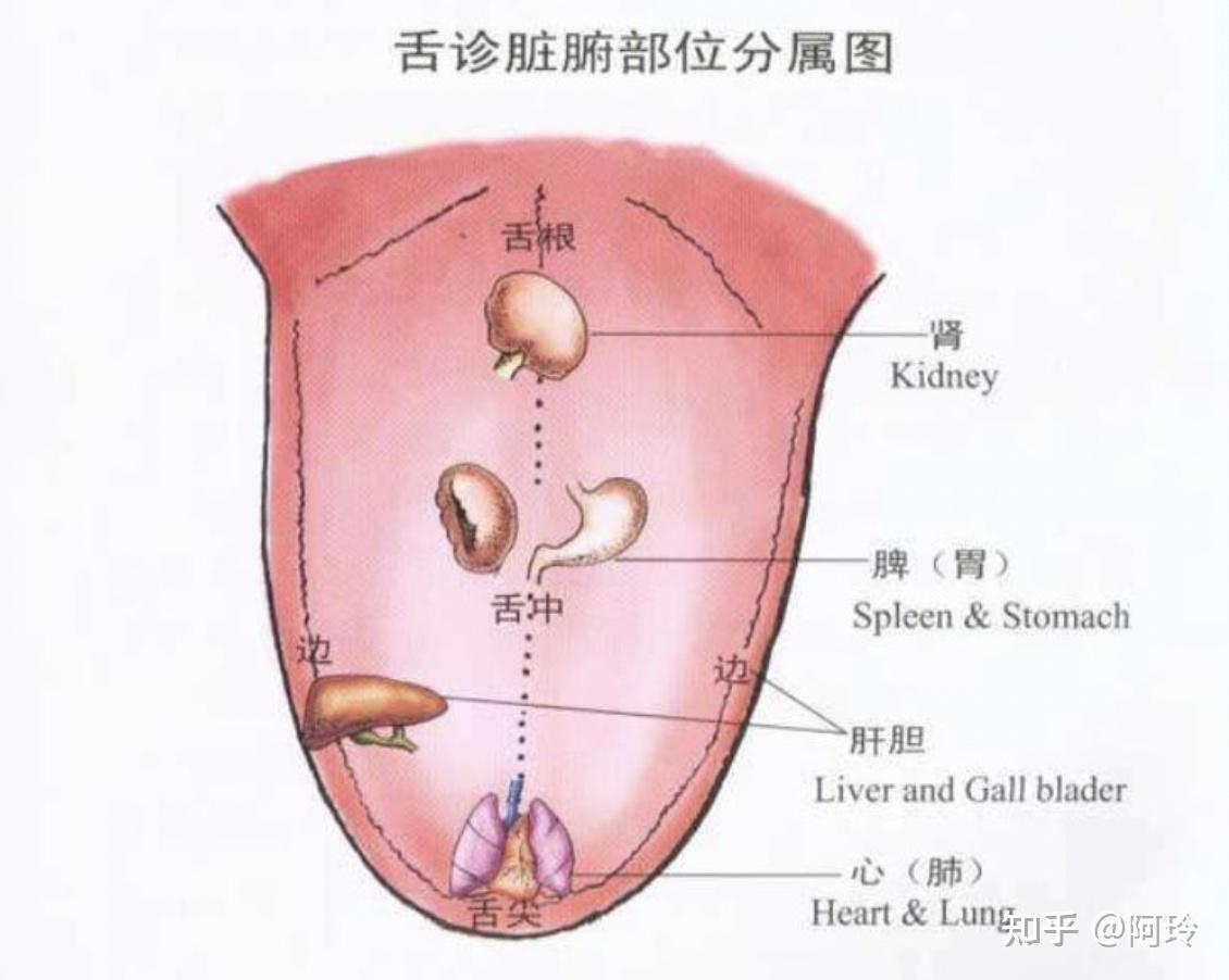 舌是發生在舌面粘膜的一種現象,其產生原因主要有四個原因:陰虛,血虛