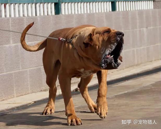 各国猛犬大全,建议收藏 - 知乎