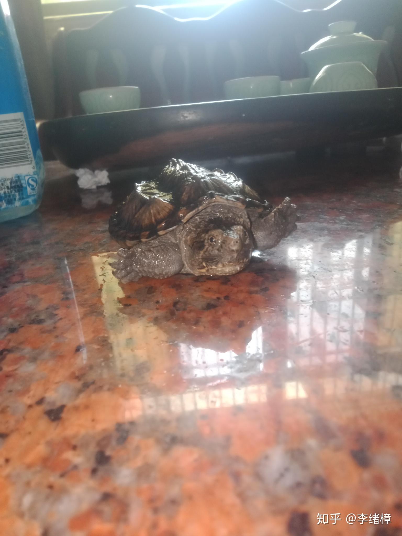 杂佛鳄龟为什么公的胖的像猪一样而母的呢就瘦的像一只猴一样每天都是