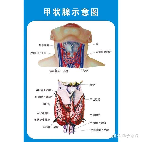 甲状颈干图片