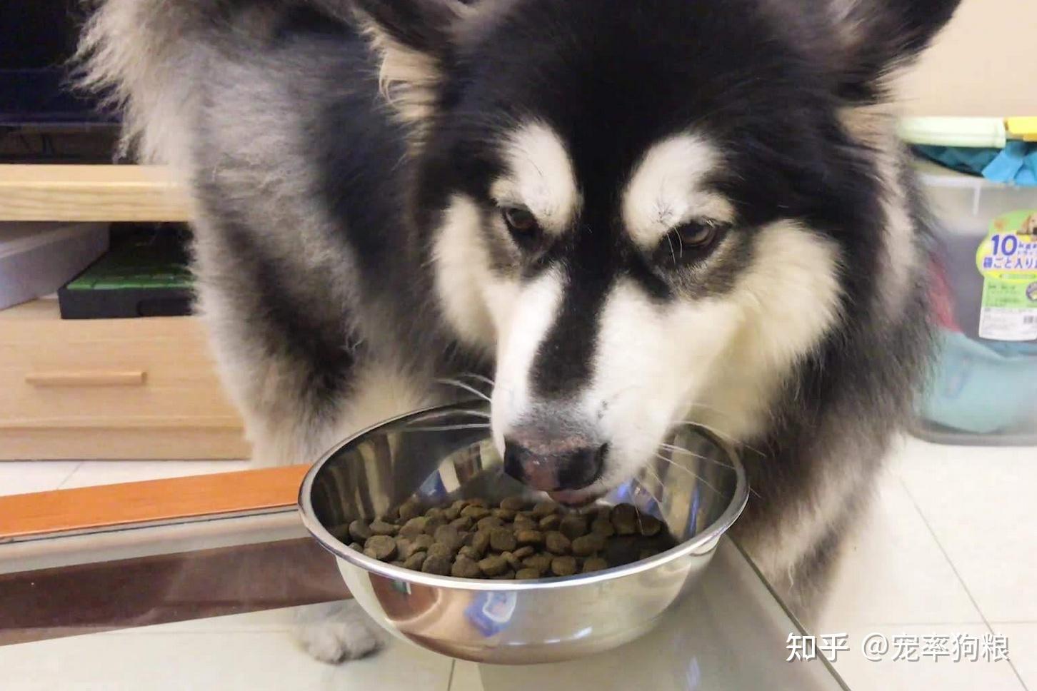 夏天气温高,食物容易变质,特别是一些自制狗饭,用奶用水泡过的狗粮