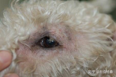 犬异位性皮炎及治疗用药方法