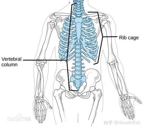 整理骨骼硬組織生物力學